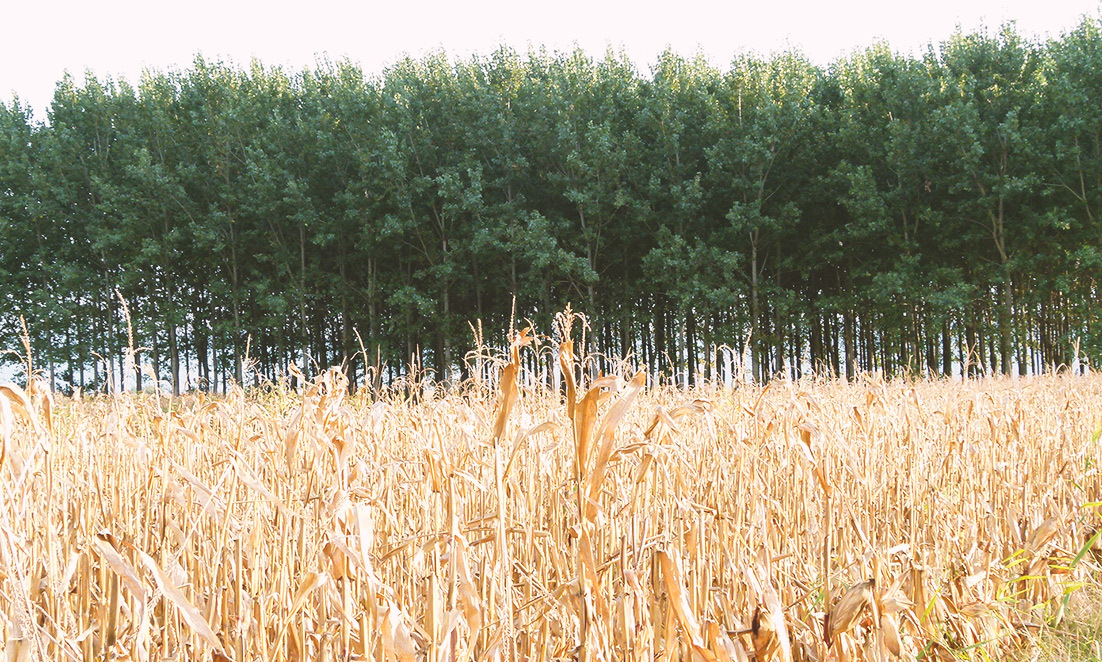 Environmental Consulting